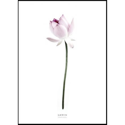 Poszterkép rózsaszín színvilágban, választható fekete vagy fehér paszpartus kerettel.  Kérjük jelezd melyik színű keretben szeretnéd! Méretei: 61x91 cm keret méret/kép 50x70cm