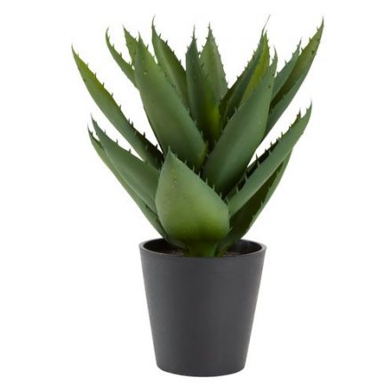 Mélyzöld színű egzotikus mű Aloe vera. Méretei: Átmérő: 25 cm Magasság: 30 cm