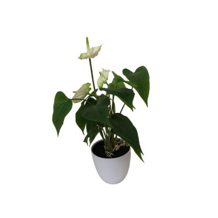 Mini mű  fehér orchidea kis zöld beütéssel.  Magasság: 35 cm